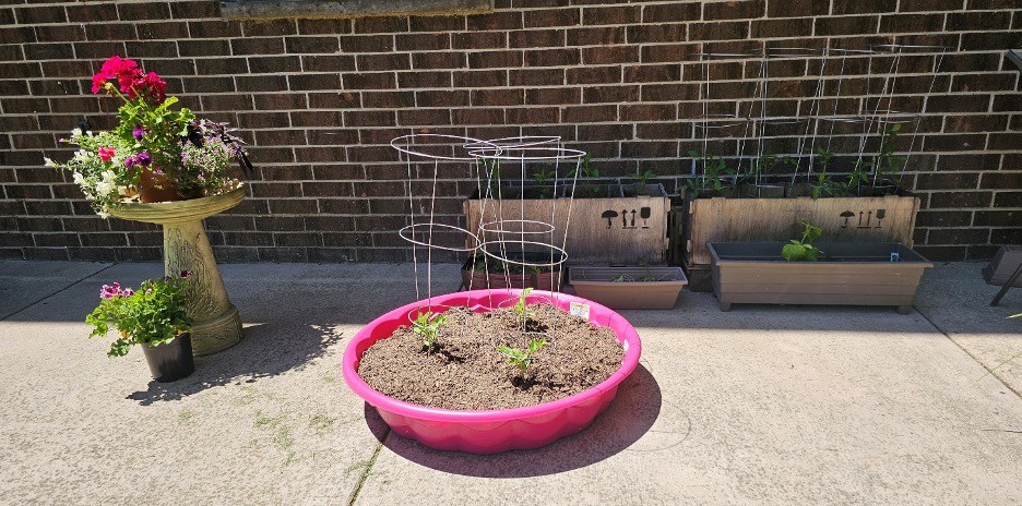 Small garden setup with a pink planter, a pedestal planting with flowers, and rectangular planters against a brick wall.